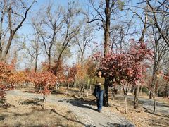 -阳台山自然风景区