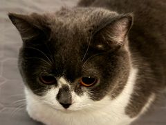-博特宠物医院24h犬猫全科.骨科·异宠