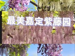 -嘉定紫藤园