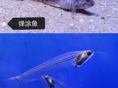 -上海海洋水族馆