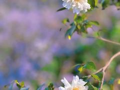 -宜兴龙背山森林公园