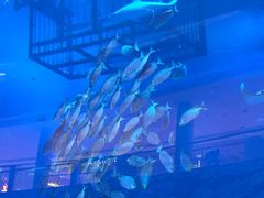 -迪拜水族馆及水下动物园