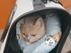 -半岛宠物医院24小时(科华中路店)