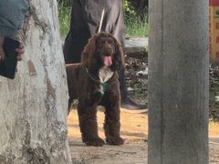 -Primo·丽莫意大利窑烤披萨