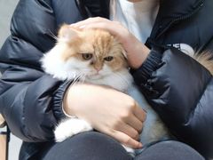 -Heymao猫咖.咖啡厅(东门店)