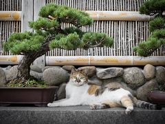 -龙华寺