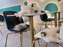 -飞行喵MR PILOT|猫舍·猫咖(静安大融城店)