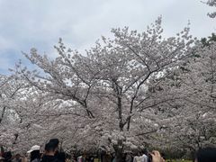 -顾村公园