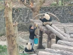 -都江堰中华大熊猫苑