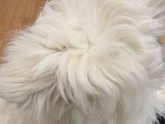 -瑞派宠物医院(锦江店)