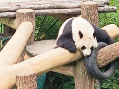 -沈阳森林动物园