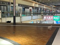 -红辣椒八爪鱼特色韩国料理