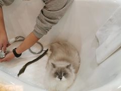 -momokira米努特·德文卷毛猫·棉花面纱犬