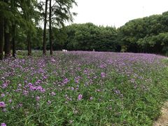 -共青国家森林公园-南大门停车场