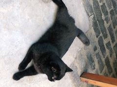 -喵屿·大理花园猫咖