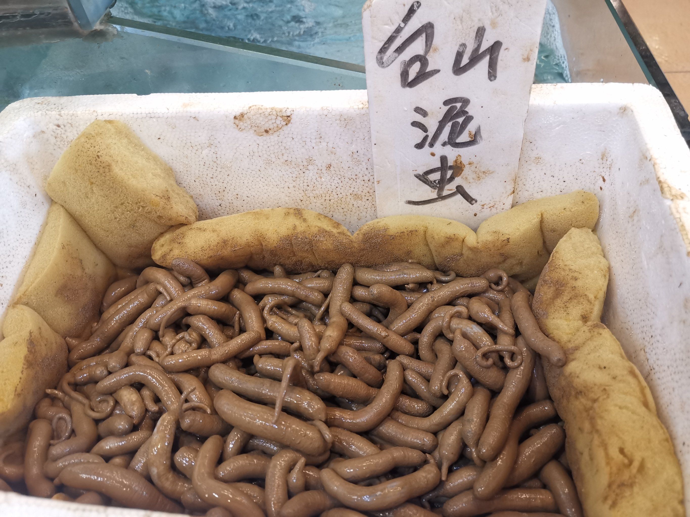 大家知道泥虫和沙虫的分别吗?