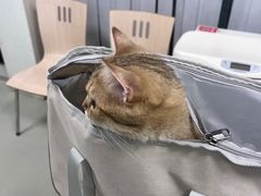 -美美宠物诊疗中心·异宠·骨科(滨江东信分院)