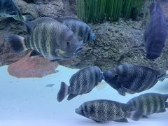 -上海海洋水族馆