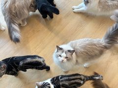 -有喵·猫咖·狗咖·30几只猫10只小狗(岗厦店)