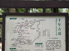 -天目山大树王景区