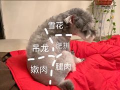 -萌兽医馆·宠物医院·猫骨科(创景店)