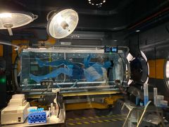 -奥兰多迪士尼动物王国乐园