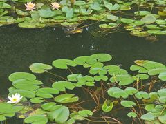 -金银湖国家城市湿地公园
