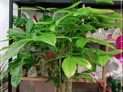 -FEI FEI FLOWER鲜花店·气球派对·宝宝宴布置(虹口德必运动Loft店)