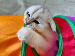 -青奢宠物·青奢猫舍