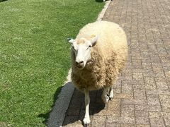 -神户市立六甲山牧场