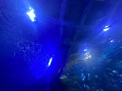 -秦皇岛新澳海底世界