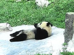 -卧龙中华大熊猫苑神树坪基地