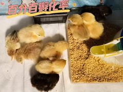 -花鸟鱼虫鲜花绿植市场(玉泉路店)