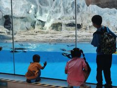 -帝企鹅自助餐厅•儿童岛•真企鹅(长隆企鹅酒店)