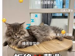 -楼上猫咖(罗湖店)