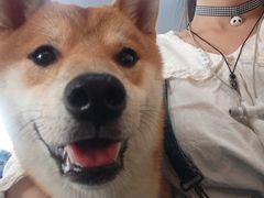 -柴源莊·柴小宠柴犬咖啡