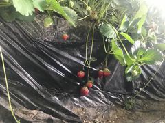 -大自然农场蔬菜草莓采摘园