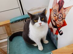 -李小姐の猫咖啡馆(五角场店)