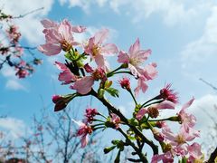 -天适樱花悠乐园