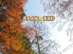 -深圳市中科院仙湖植物园