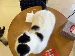 -藏猫猫咖啡主题馆(中央大道店)
