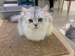 -平行世界·猫咖(首经贸店)
