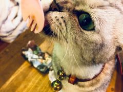 -李小姐の猫咖啡馆(五角场店)