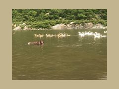 -白河湾生态旅游一条川