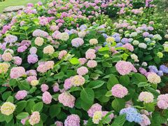 -上海滨江森林公园