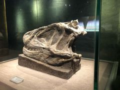 -自贡恐龙博物馆