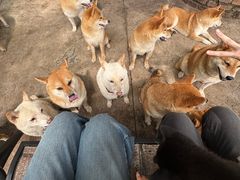 -柴犬高等学院·狗咖·柴犬售卖·宠物训练