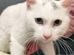 -关爱宠物医院·猫科中心·消化科(滨湖万达分院)