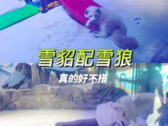 -海合安成都极地海洋公园