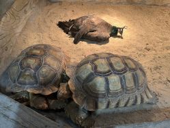 -Zoolung Zoolung动物主题公园(海信广场店)